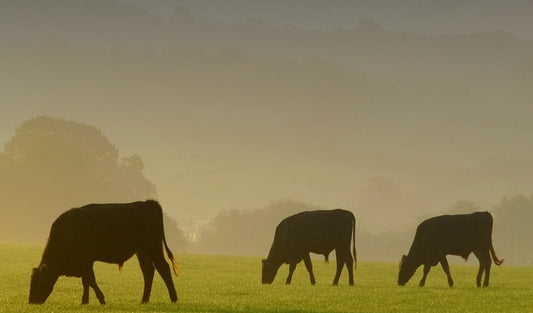 USA Beef Market - Opportunity for NZ Farmers